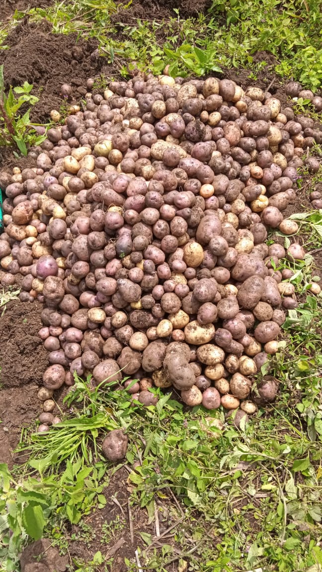 Culture de pommes de terre